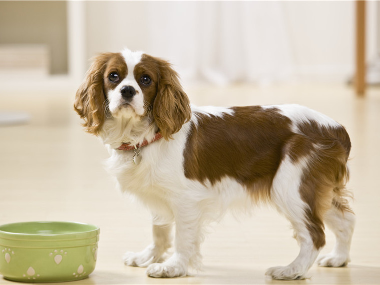 查理骑士王犬