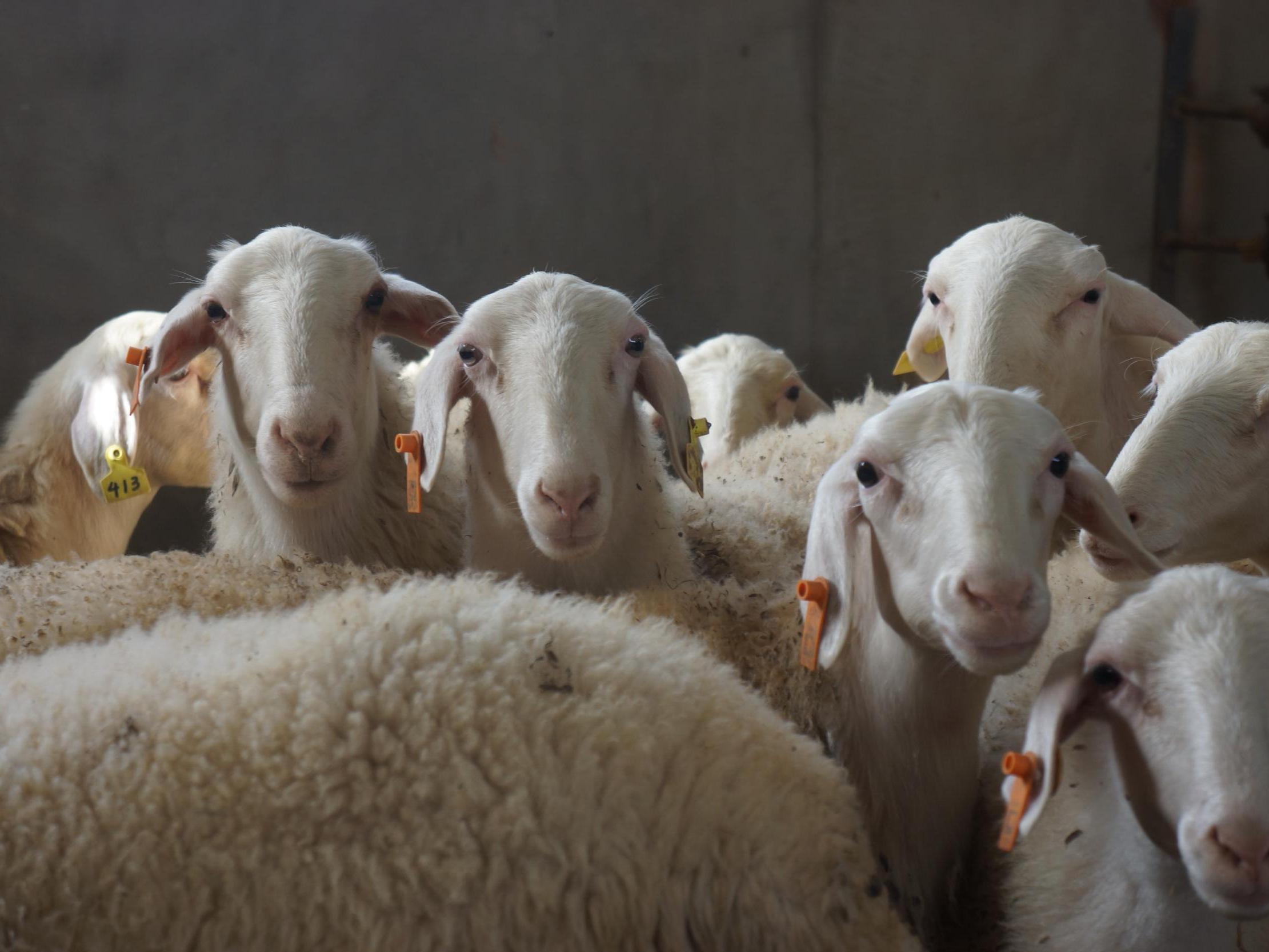 小尾寒羊萨福克羊夏洛莱种公羊白山羊黑山羊波尔山羊以客户需求和产品