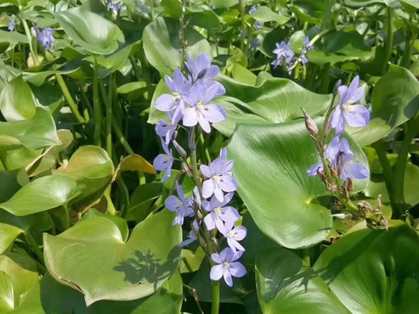 睡蓮苗,荇菜,水葫蘆,王蓮等浮頁水生植物,河道綠化好種苗浮水植物荷花