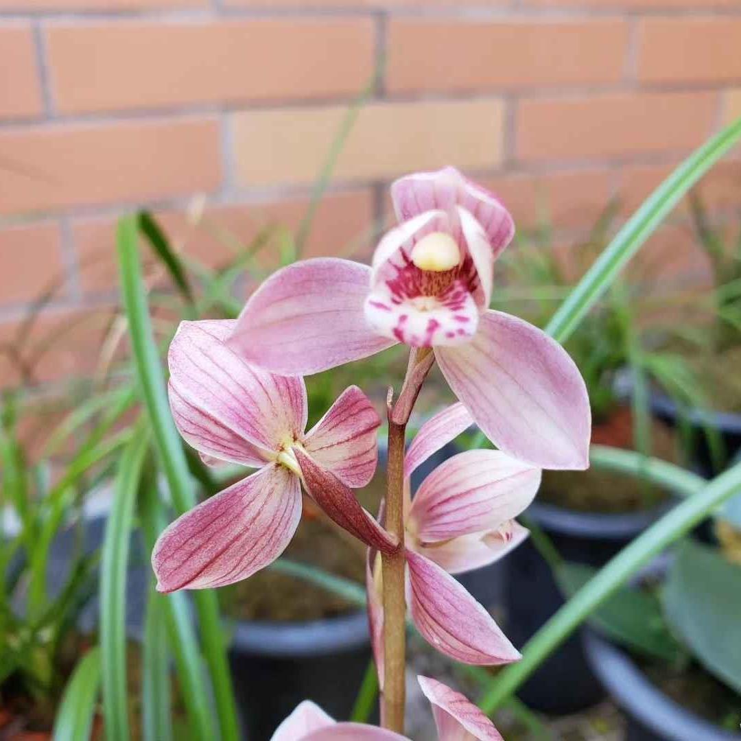 兰花莲瓣兰【寺小灵童】浓香易开花兰花苗花卉绿植盆栽