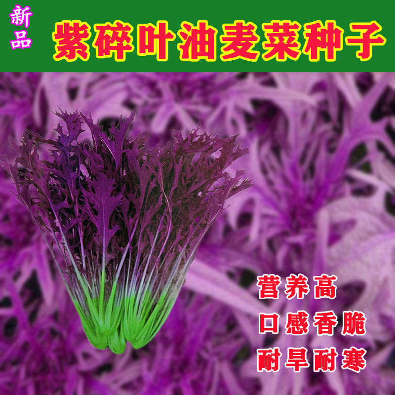 紫色蔬菜名称大全图片