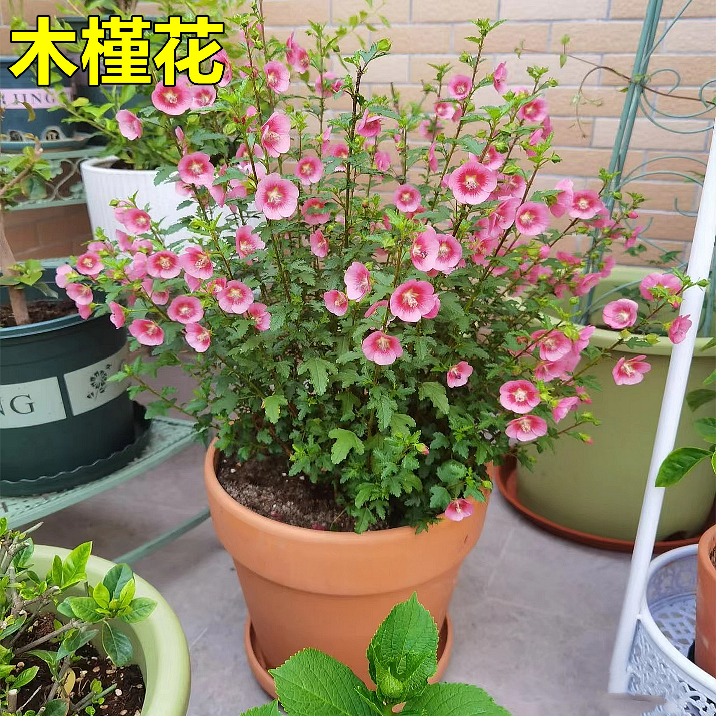 耐寒室内植物图片