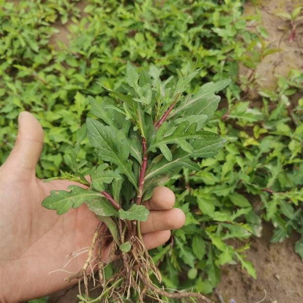 野菜马兰头简笔画图片