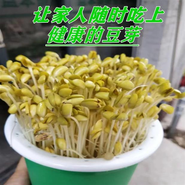 绥小粒芽豆品种介绍图片