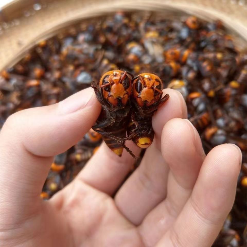 地黑蜂草药图片