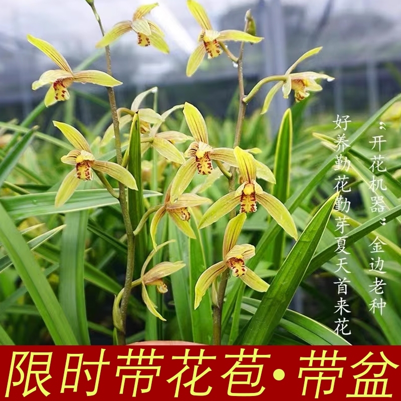 兰花建兰小桃红花期带花苞开花浓香金边好养室内绿植盆栽花卉